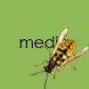 media